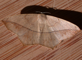 Large Maple Spanworm
